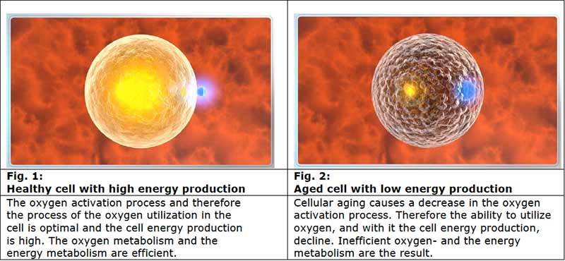 Healthy cell with good energy production and aged cell with low energy production